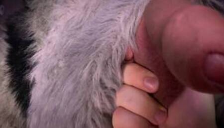 More Fursuit Foreskin Play