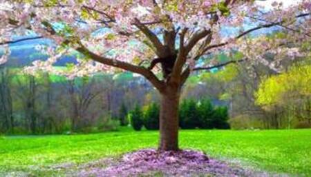 Secret Garden - Passionate Erotic Audio for Men by Eve's Garden