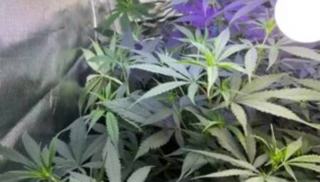 Weed Grow ZipLock305 on Instagram