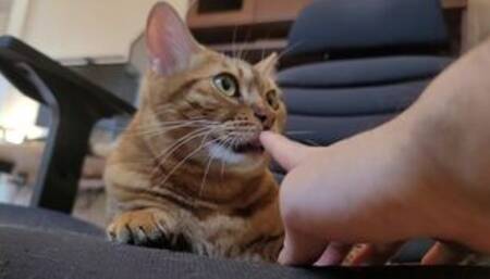 Pussies don't lick, they make you hold back .... You want them to lick you and you can't resist.