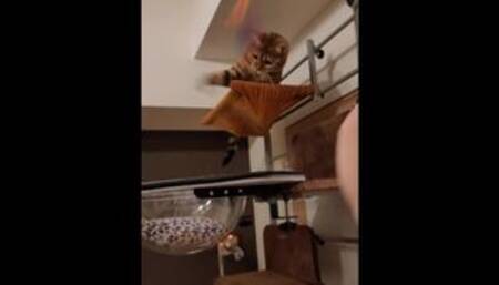 Pussy is hentai who won't let go of your toys once you add them!