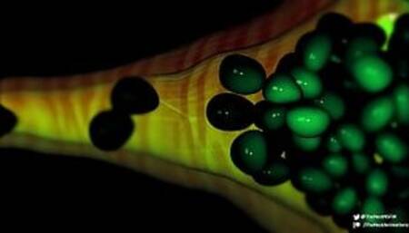 Queen's Brood - Anime girl breeds with ancient creature