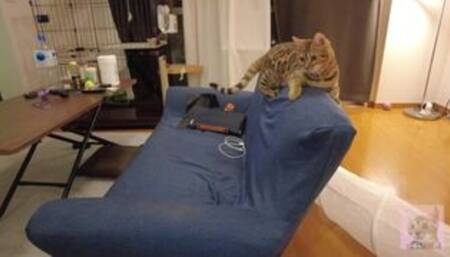 Kitty gets excited about a new toy ....... She gets so excited that she goes on a rampage.