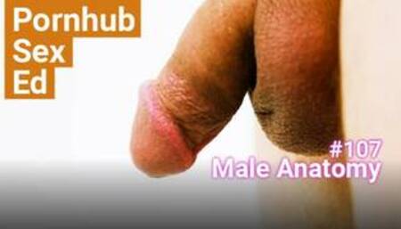 #7: Male Anatomy