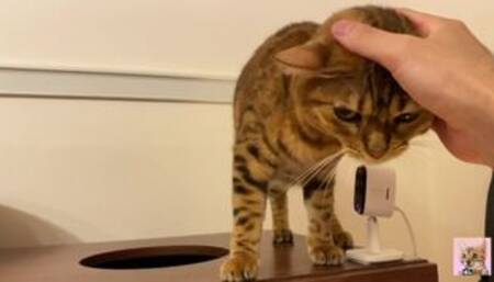 I peeked into her room and the stay at home kitty came up to me! Suddenly the intense pussy licking