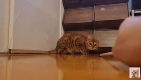 New sex toy review . Normally docile pussycat is so excited she jumps on it and won't let go!!!!!!!!