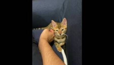(Vertical video) Pussy gets comfortable with massage .... The kitty who was in good health is enrapt
