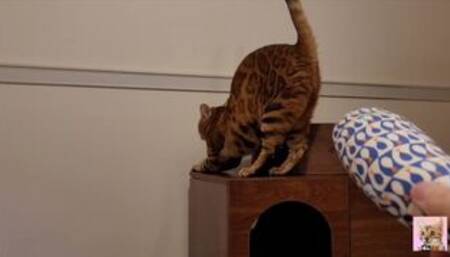 A pussy loves to play with toys. She makes so much noise that the neighbors hear her.