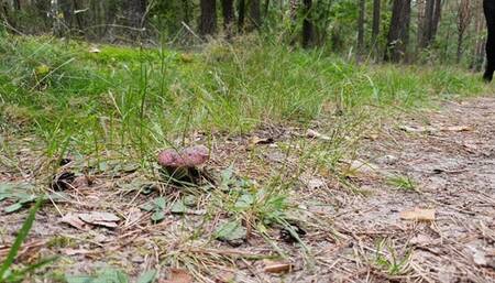 Mushroom Walkover&Crush in Timberlands