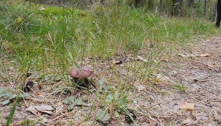 Mushroom Walkover&Crush in Timberlands WMV