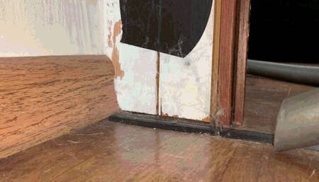 A huge web has taken over my home wmv