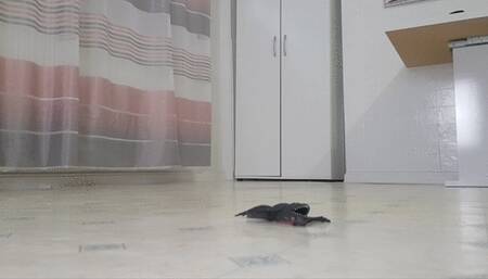 Aerobics with Toady - view 02