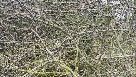 If you go down to the woods today