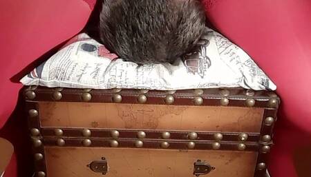 I smother my slave wrapped on the bench!