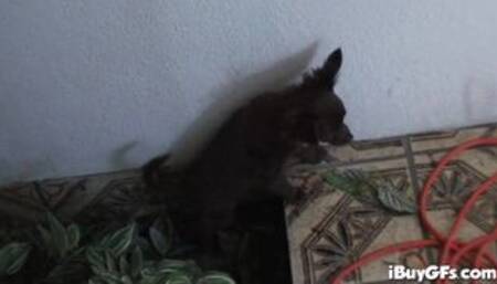 Trina Michaels strips off in horny tease