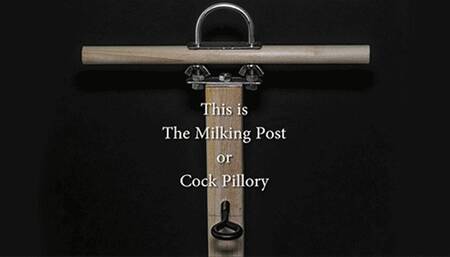 Locked into the Milking Post