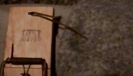 Mousetrap meets cock