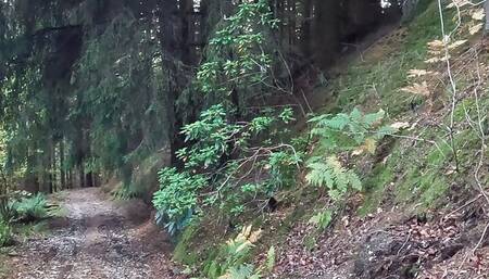 Out in the trail