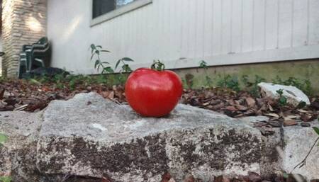 Tomato Stomp Flip Flop