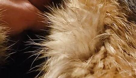 Rubbing cock across fur cost