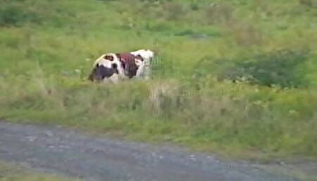 stiff mother shows daughter what you can put in the pussy