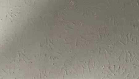 Giantess MXDominion slowly butt crushing tiny human