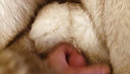 Cum on fur coat