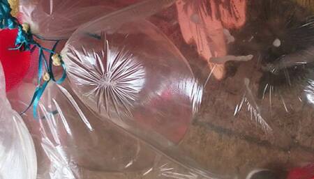 Cum on balloons cumpilation