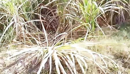 Pakistani village former sex with doctor lady girl
