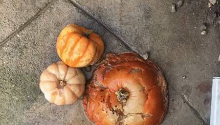 Pumpkin crushed under boots