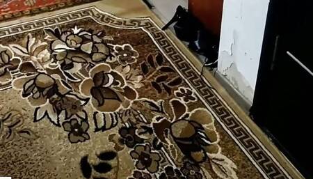 The maid did not have time to clean the room and was fucked