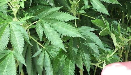 Trans Girl Jacking in the Weeds