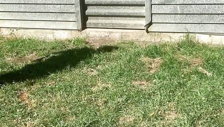 Peeing panties outdoors in the sun. LittleKiwi brings awesome mature homemade content, everytime.