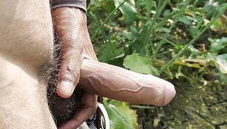 Indian Big Cock Masturbation In Mustard Field