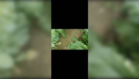Desi cock piss