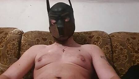 Pup shows off dick and ass and cums