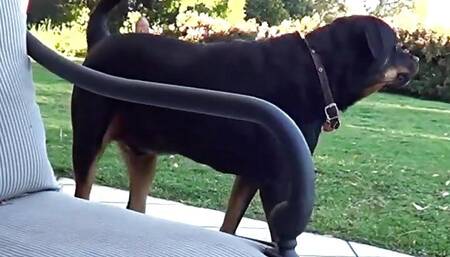 Sweet Brunette Dildo Rubbing and licking