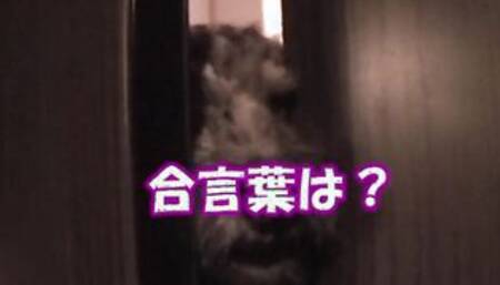 PT1 PT2 Misato (pseudonym), 20 years mature, super saleswoman working