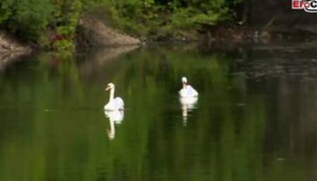 Skinny dark haired Women and a petite huge boobed blonde during lesbian sex