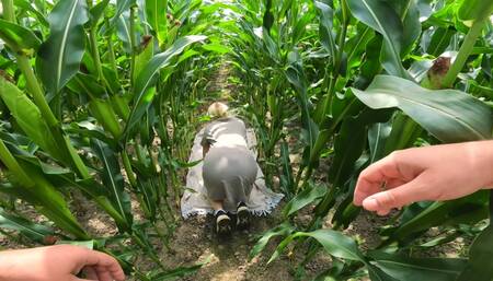 Ass fuck in a random cornfield