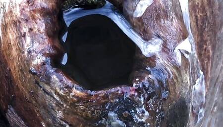 Big uncut cock pissing in a tree trunk and filling the hole entirely