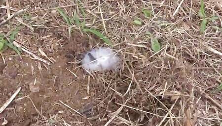 Natsuka - Tanned Babe Bukkake Gangbang, Outdoors (Part 1)