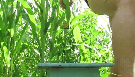 Sexy beauty hid in corn and brought herself to squirt with corn on the cob