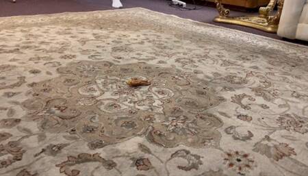 Ciara's Smelly Socks vs Dollman