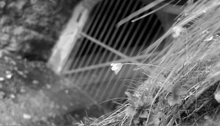 Case Miss(ing) Diamondly PART 1 mp4