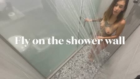 Fly on the shower wall