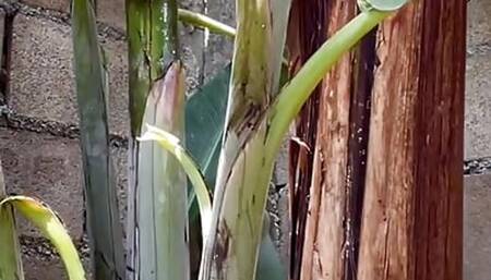 Skinny asian Fuck banana tree