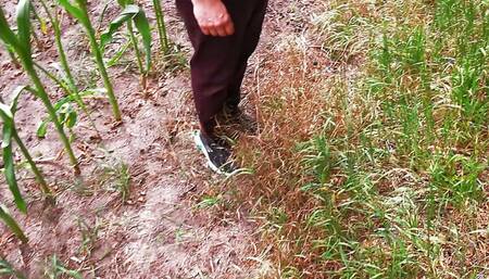 111 strokes on her tits in cornfield