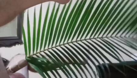 Palm tree makes your life cooler