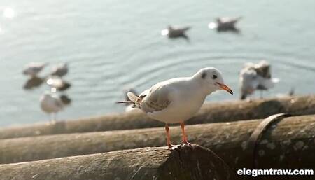 Elegant Raw featuring Cindy Shine's babe video